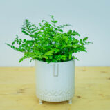 Paproć zanokcica (asplenium parvati)