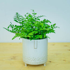 Paproć zanokcica (asplenium parvati)