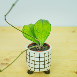 Hoya finlaysonii baby