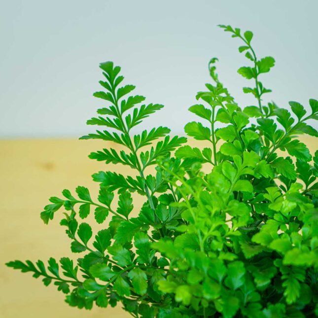 Mała Szklarnia Mała Szklarnia