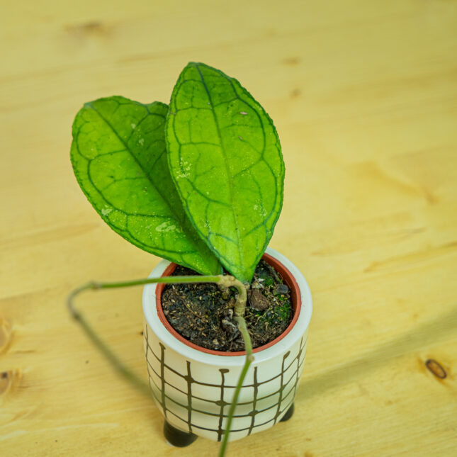 Mała Szklarnia Mała Szklarnia