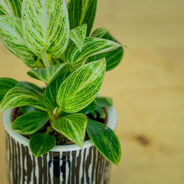 Mała Szklarnia Mała Szklarnia