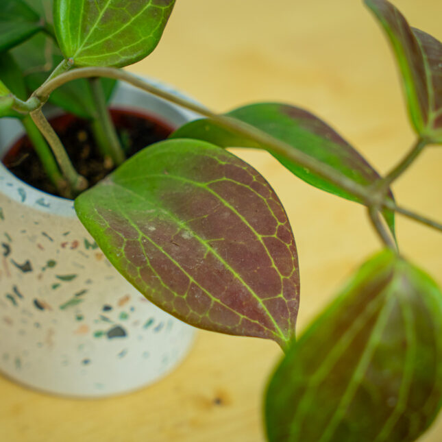 Mała Szklarnia Mała Szklarnia