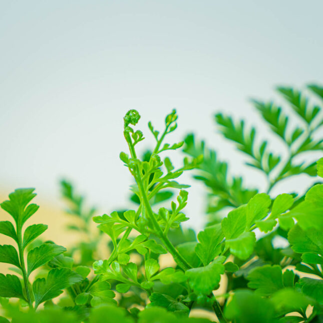 Mała Szklarnia Mała Szklarnia