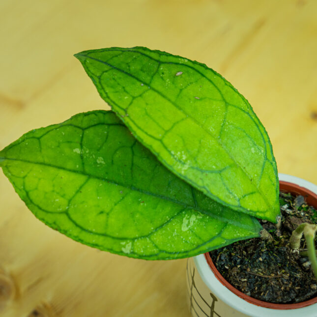 Mała Szklarnia Mała Szklarnia