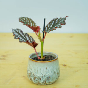 Begonia maculata dark baby