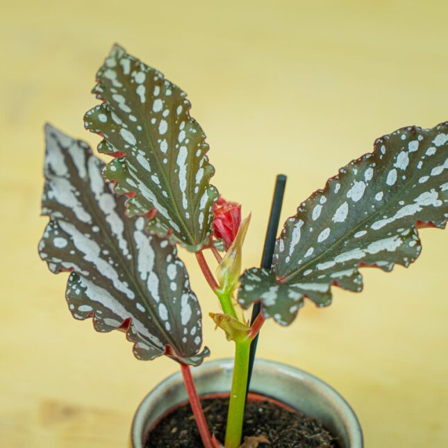 Mała Szklarnia Mała Szklarnia