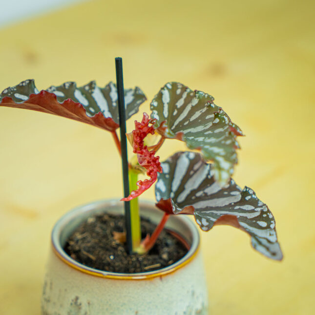 Mała Szklarnia Mała Szklarnia