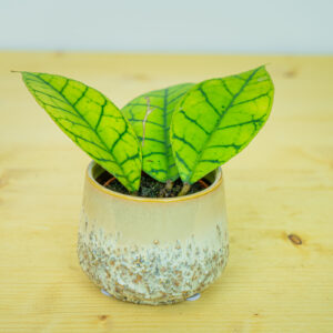 Hoya callistophylla baby