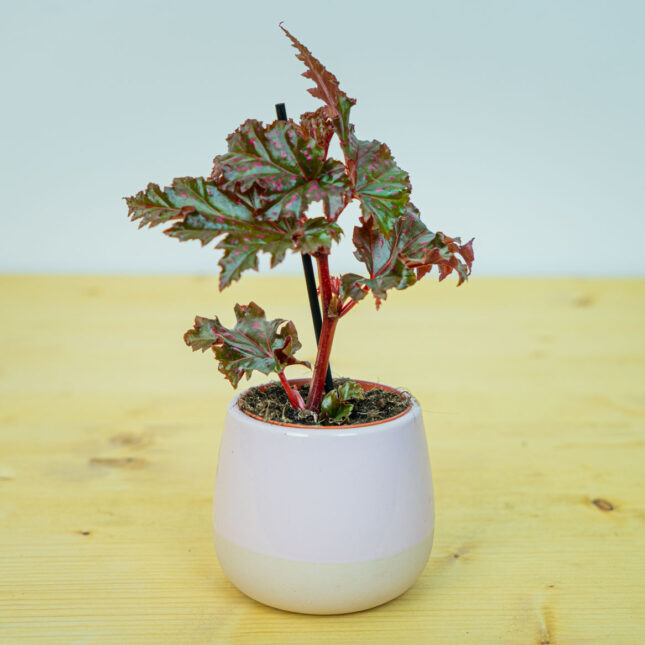 Begonia serratipetala baby