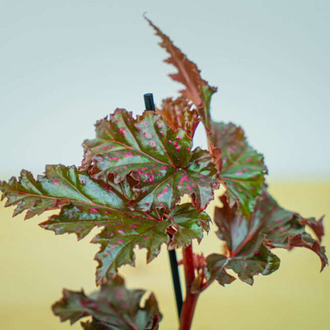 Mała Szklarnia Mała Szklarnia