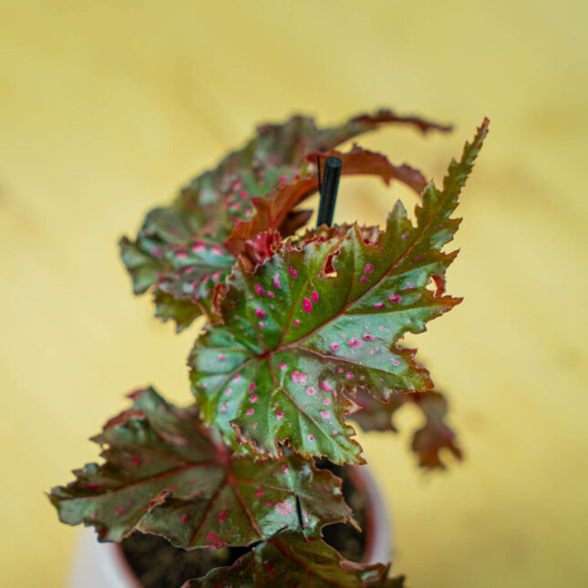 Mała Szklarnia Mała Szklarnia