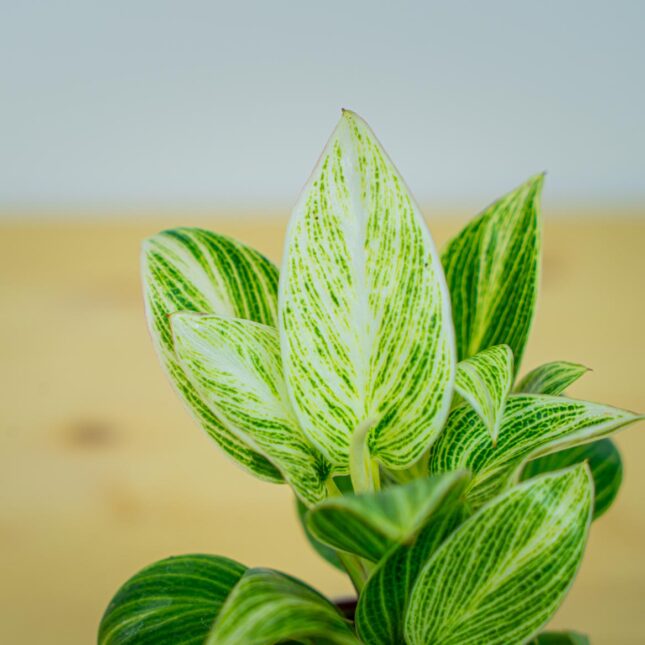 Mała Szklarnia Mała Szklarnia