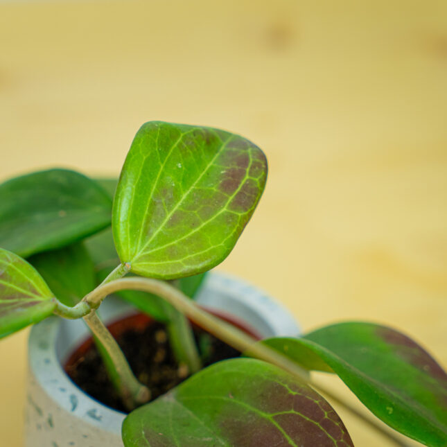 Mała Szklarnia Mała Szklarnia