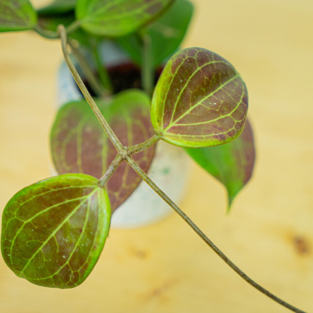 Mała Szklarnia Mała Szklarnia