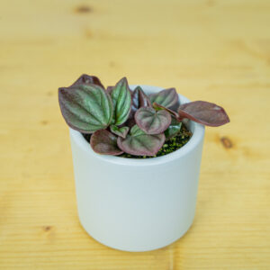 Peperomia caperata cayenne baby