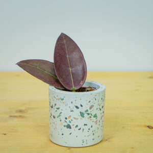 Hoya acuta red baby