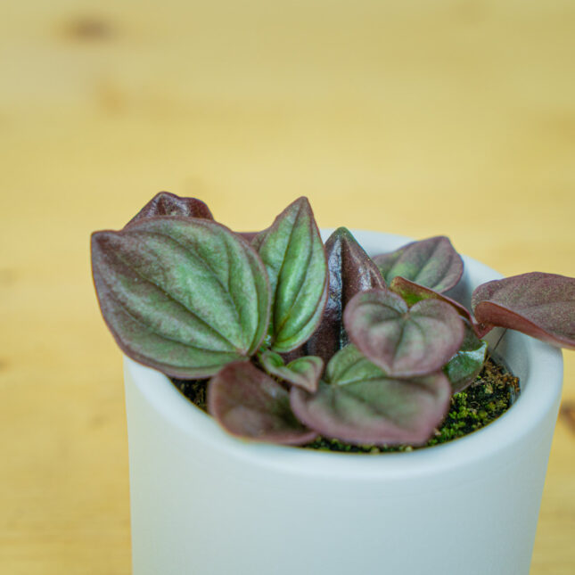 Mała Szklarnia Mała Szklarnia