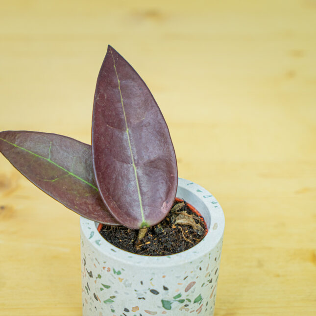 Mała Szklarnia Mała Szklarnia