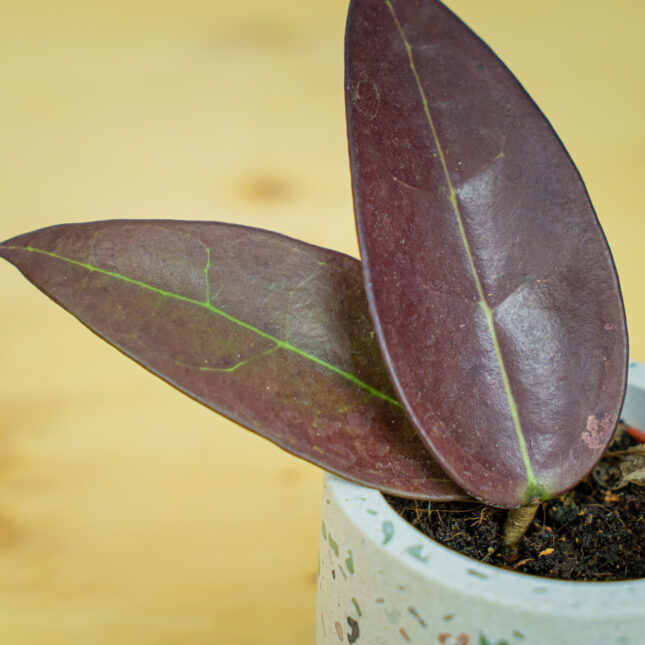 Mała Szklarnia Mała Szklarnia