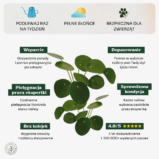 Pilea peperomioides-min