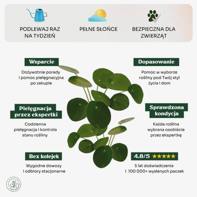 Pilea peperomioides-min Pilea peperomioides-min