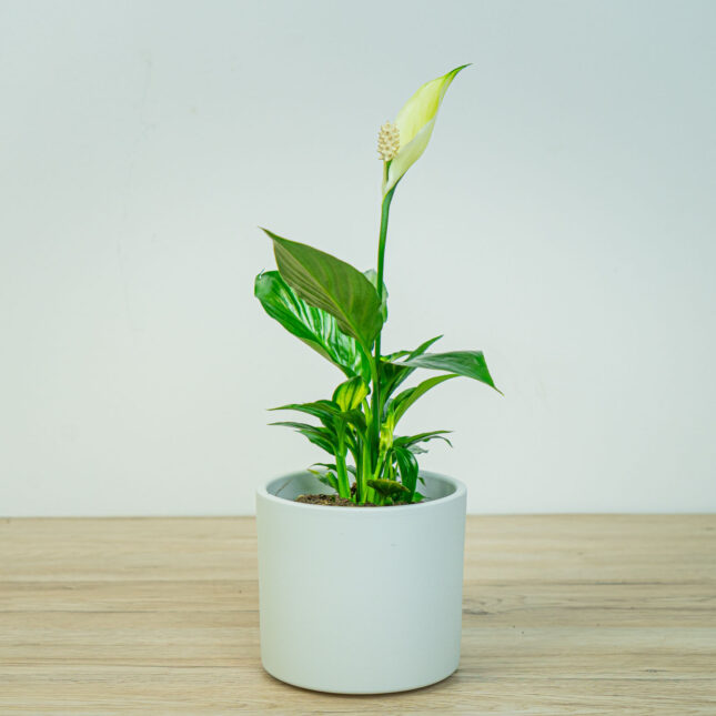 Mała Szklarnia Mała Szklarnia