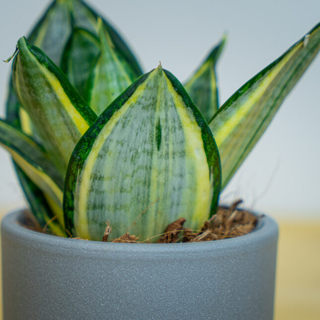 Mała Szklarnia Mała Szklarnia