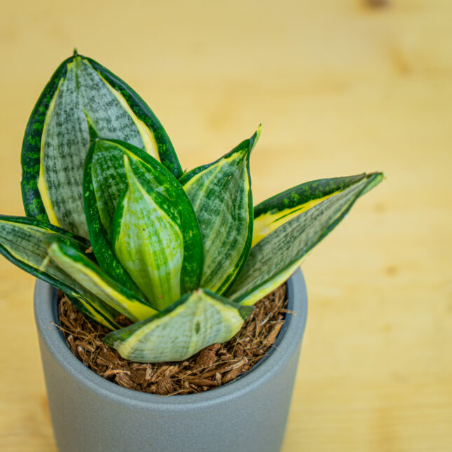 Mała Szklarnia Mała Szklarnia