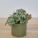 Begonia rex space star