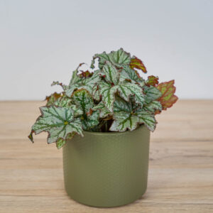 Begonia rex space star