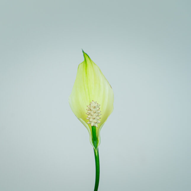 Mała Szklarnia Mała Szklarnia