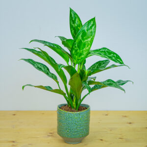 Aglaonema green lady