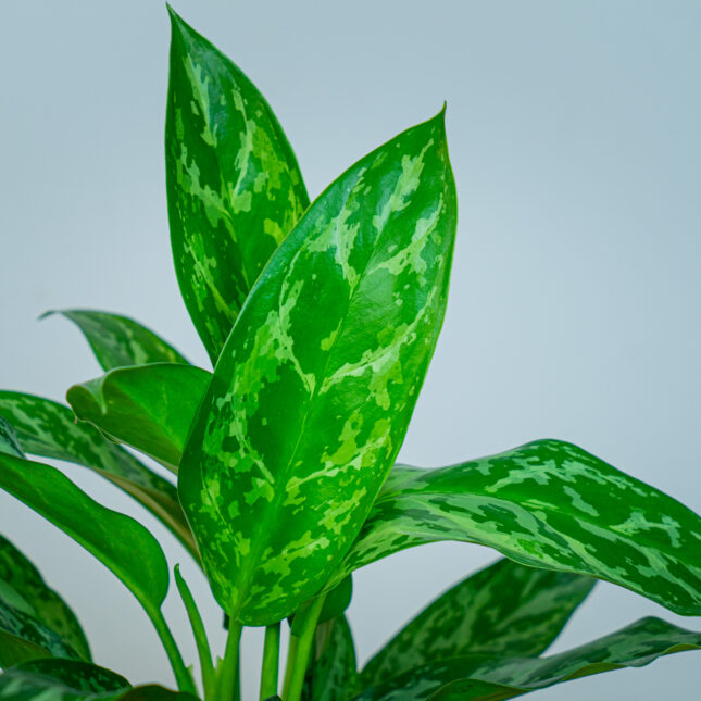 Mała Szklarnia Mała Szklarnia