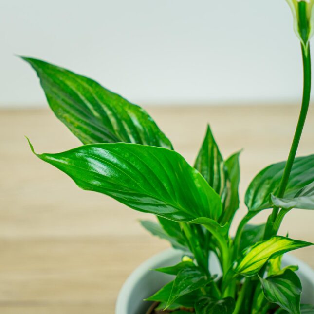 Mała Szklarnia Mała Szklarnia