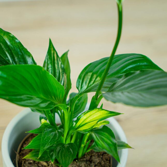 Mała Szklarnia Mała Szklarnia