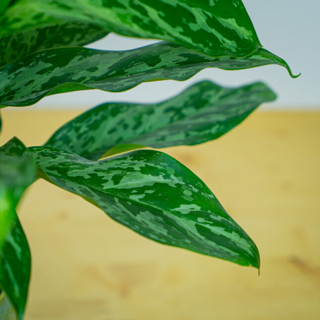 Mała Szklarnia Mała Szklarnia