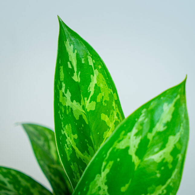 Mała Szklarnia Mała Szklarnia