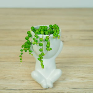 Senecio rowleyanus baby w osłonce (Starzec Rowleya)