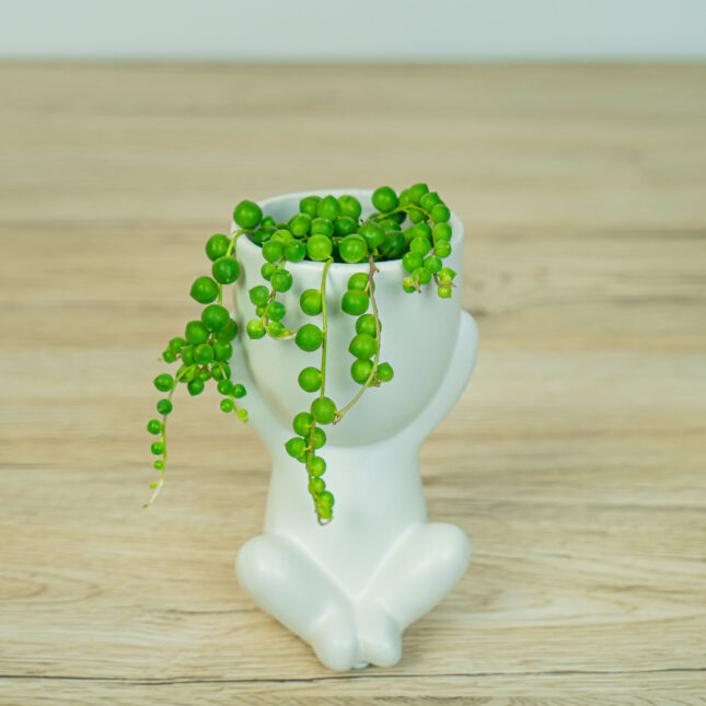 Senecio rowleyanus baby w osłonce (Starzec Rowleya)