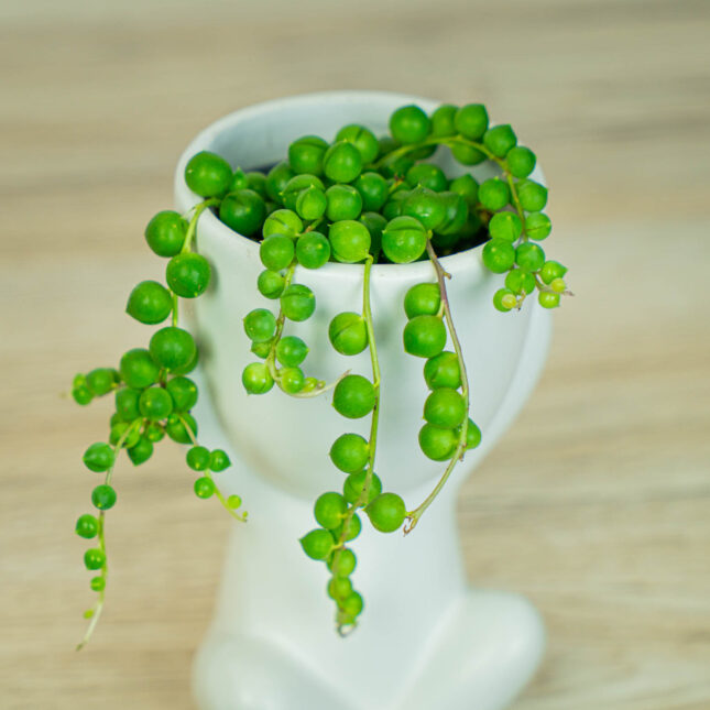 Mała Szklarnia Mała Szklarnia