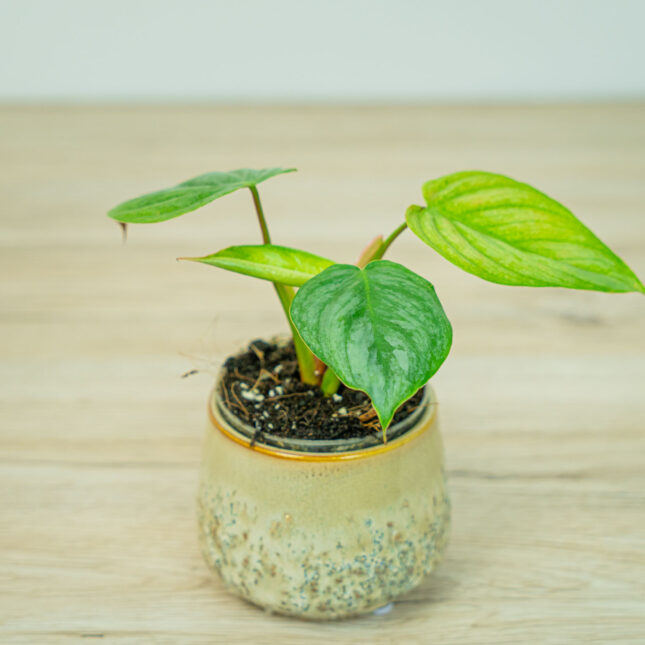 Philodendron sodiroi baby Philodendron sodiroi baby