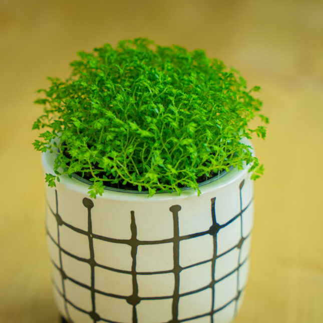 Mała Szklarnia Mała Szklarnia