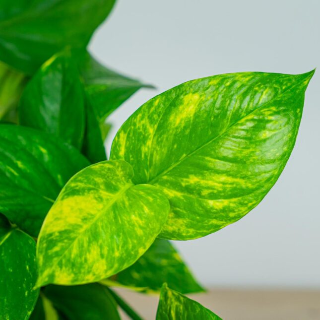 Mała Szklarnia Mała Szklarnia