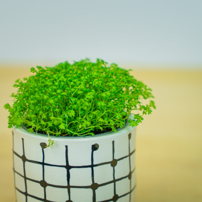 Mała Szklarnia Mała Szklarnia