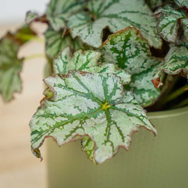 Mała Szklarnia Mała Szklarnia