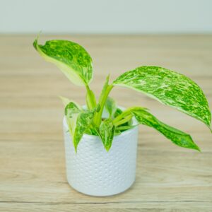 Philodendron jose buono variegata baby