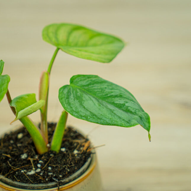 Mała Szklarnia Mała Szklarnia