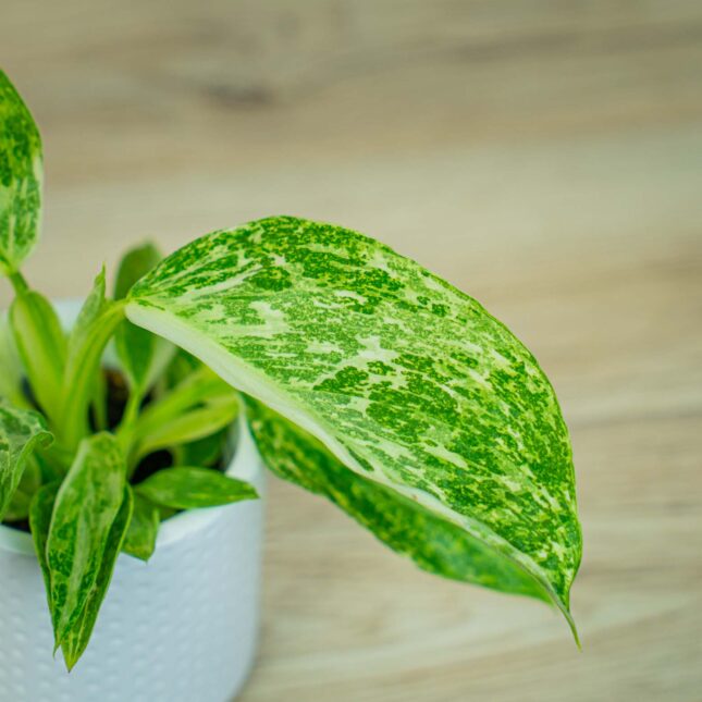 Mała Szklarnia Mała Szklarnia