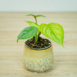 Philodendron sodiroi baby